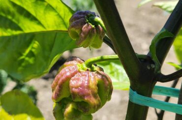 Real Carolina Reaper or hybrid?