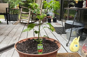 3y/o ghost pepper