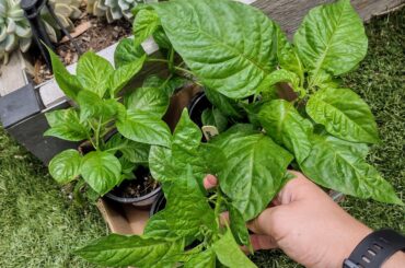 Picked up some plants from the local college farm...