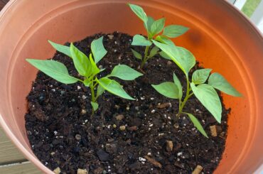 Repotting deeper soil