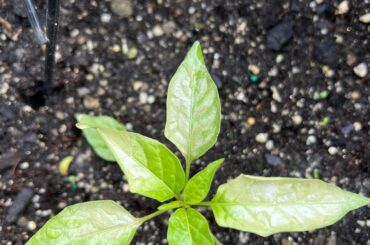 What’s happening with these peppers