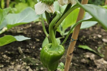1st pepper this year :)
