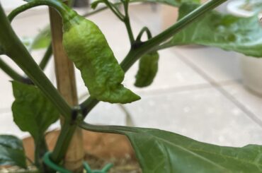 FindTheSniper (Aphid Edition)