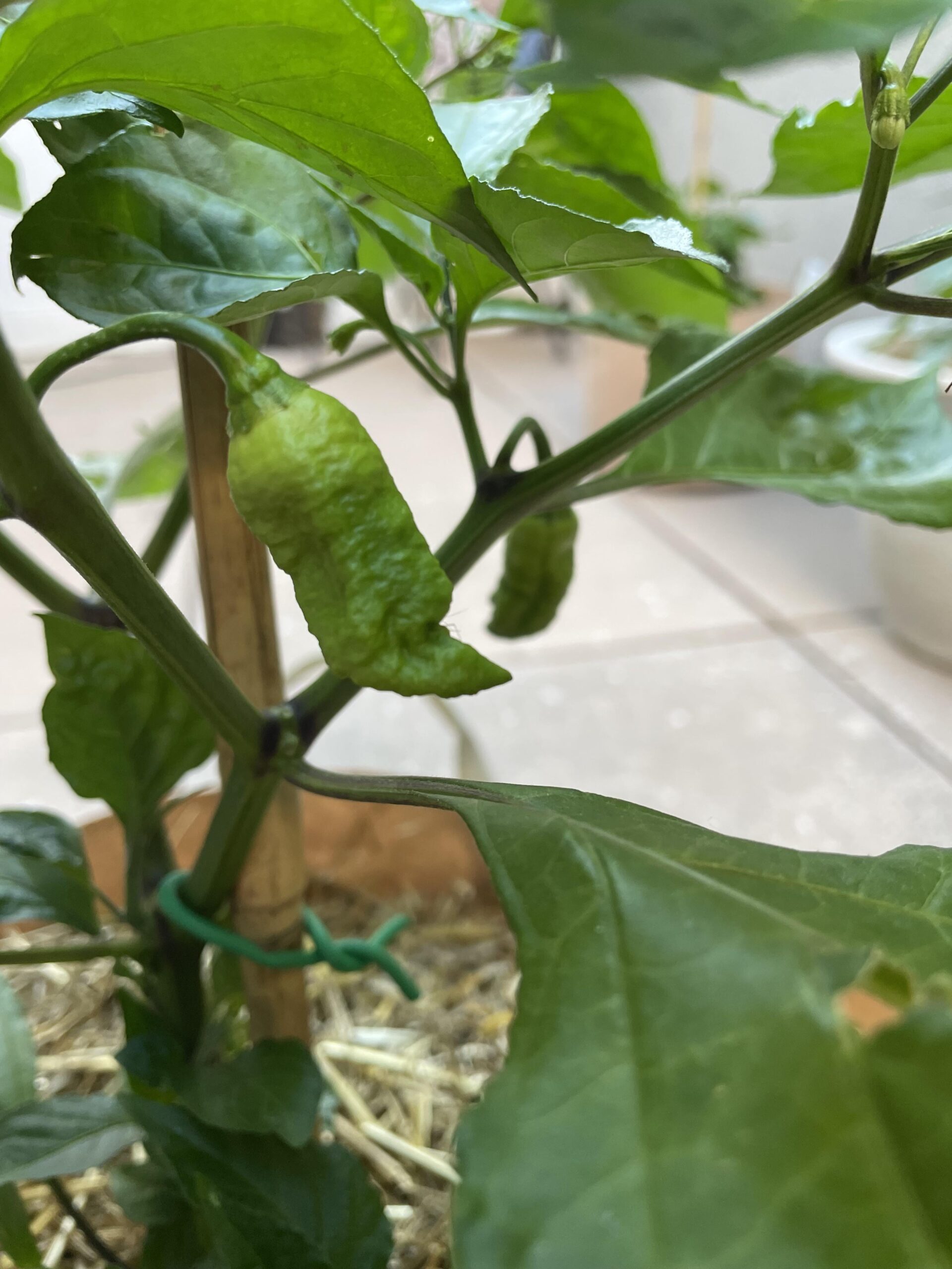 FindTheSniper (Aphid Edition) - Chili Chili