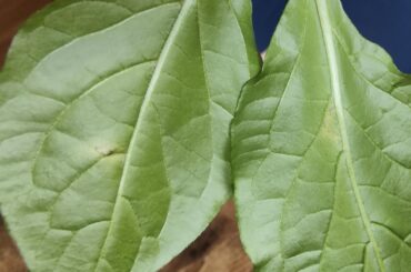 Infection on leaves