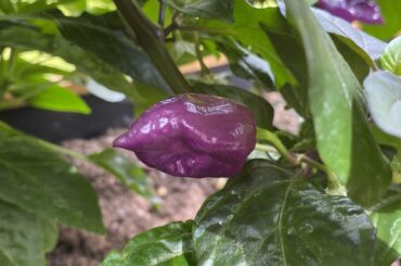 What kind of pepper is this?