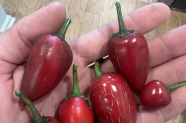 Small peppers