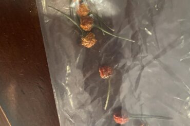 Help identifying peppers; they were originally tiny,red, round, and said to be native to Africa