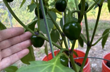 Help, what pepper is this?