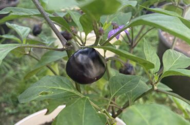 Black Cherry