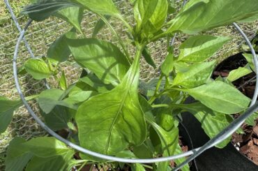 Yellowing of some leaves on newer growth.