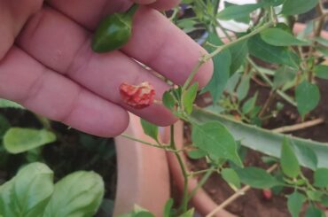 peppers plant changed