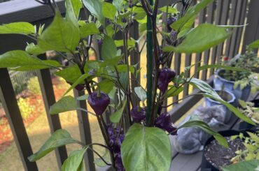 Check out the purple UFO