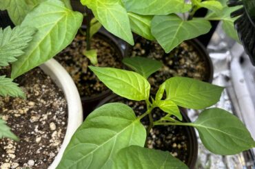 Variety of indoor pepper