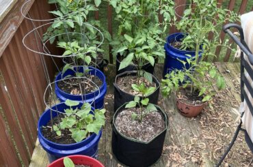 Peppers and tomatos
