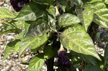 Misc. Purple peppers