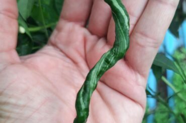 Sudden variegation in Cabai Kopay..details in comment