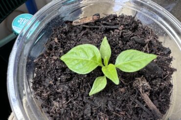 Planted these on Star Wars day
