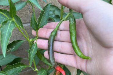 What are these guys?