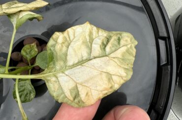 Whats wrong with my hydro