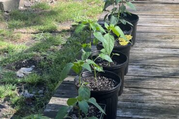 Should I top these plants?