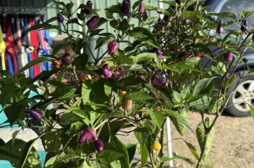 What kind of peppers are these?