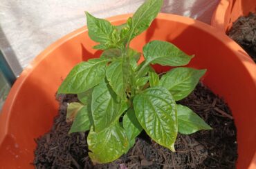 Naga plant advice