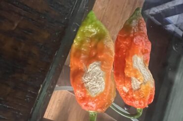 Gray spots on ghost peppers
