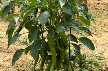 Can anyone tell me what type of peppers these are?