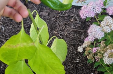 What kinda pepper are these?