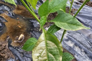Paper Lantern Habaneros, leaves turning white-ish and dropping once they went in the ground.