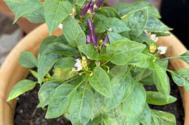 This was meant to be a habanero Madame Jeanette