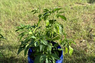 Hey y’all I just really want to show off my Pepper Garden