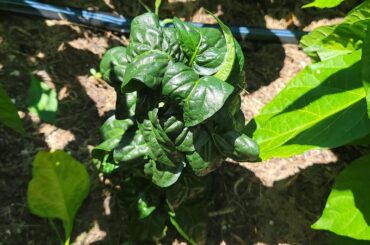 What is this pepper plant?