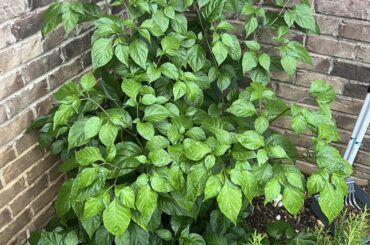 Why is my ghost pepper plant not producing any flowers?