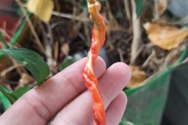 Striped Cabai kopay ripening..