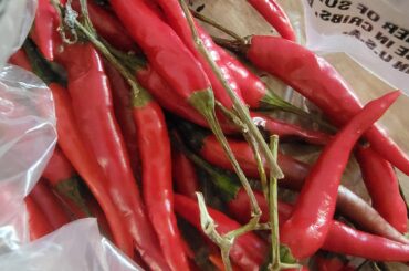 If im buying peppers at the grocery store i dont try jalapeno or serrano anymore but Thai seem to always light me up and are pretty widely available.