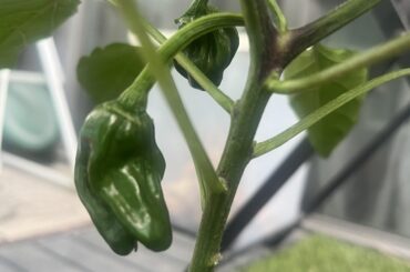 Is this banana pepper?