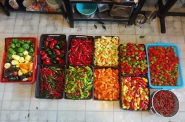 Just a portion of my partner's end of season harvest. This is just his second year growing peppers and I am blown away with what he's accomplished.