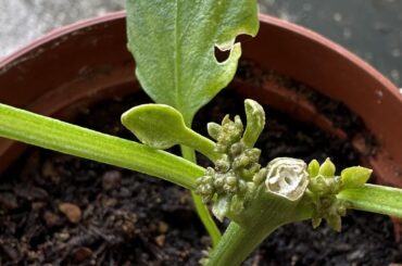 What’s this growing on my chocolate ghost pepper plant?