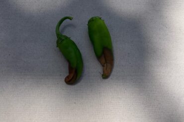 Help with Anaheim peppers