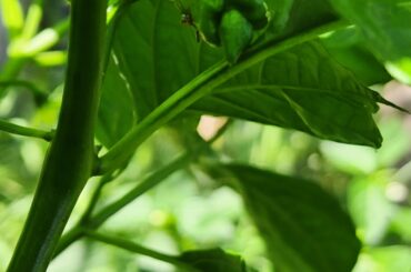 Got my first Scorpion coming in. Plenty more flowers so hopefully a lot more on the way.