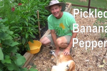 EASY Pickled Banana Peppers recipe (no canning needed!)