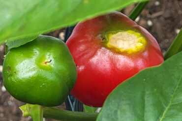 Is something wrong with this hot red cherry pepper?