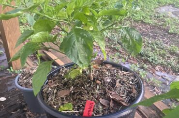 Chocolate bhut, peach bhut and scorpion