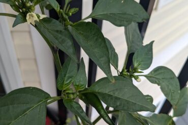 l attempted to cross pollinate a Sriracha and Carolina Reaper - did it work?