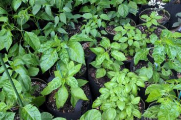 I wish I would’ve labeled my peppers.