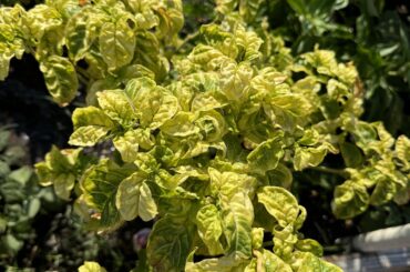 Carolina Reaper yellowing