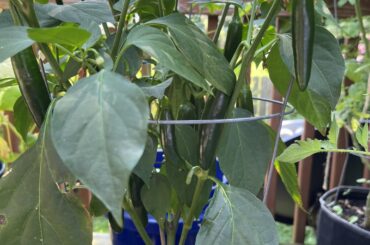 These serrano peppers ready?