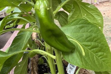 Pepper ID